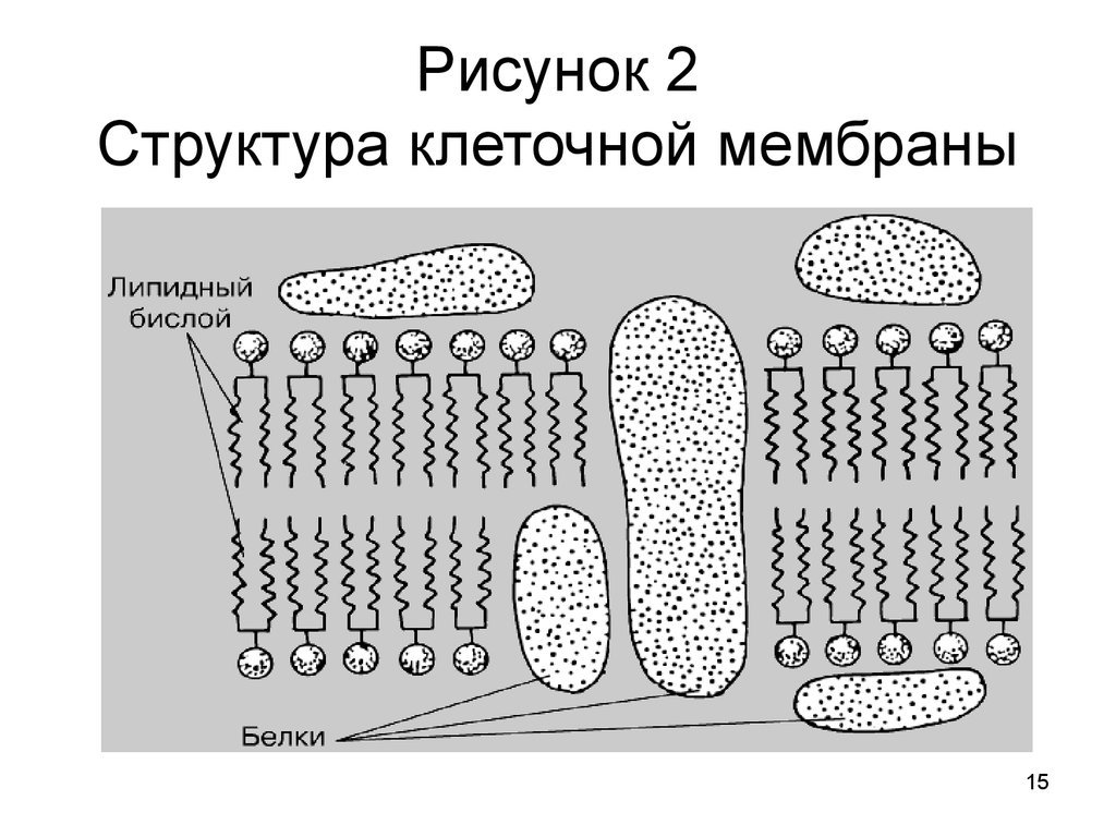 Строение бактерии 2022 | ВКонтакте