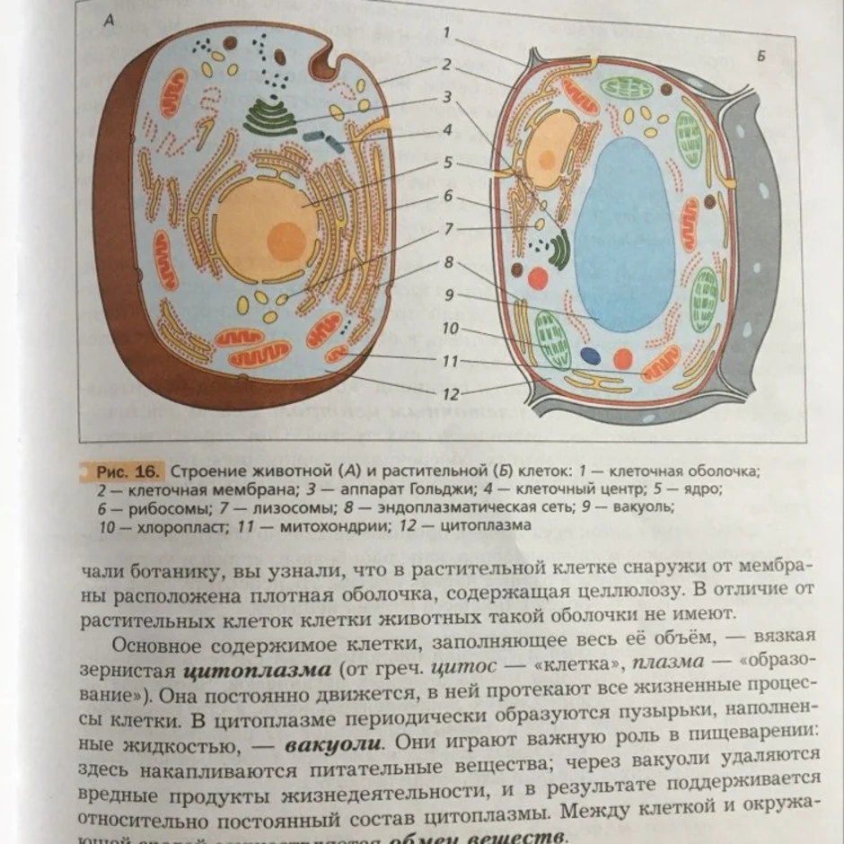 БИОЛОГИЯ: КАК СДЕЛАТЬ МОДЕЛЬ