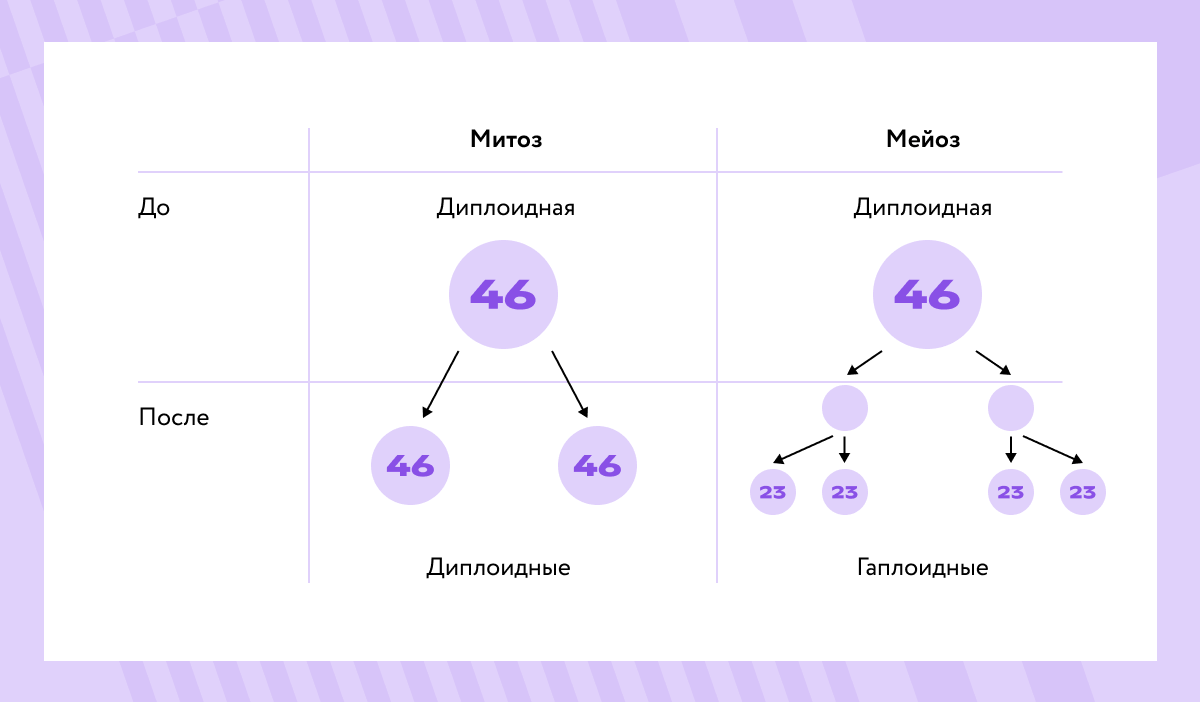 Ткани высших растений.