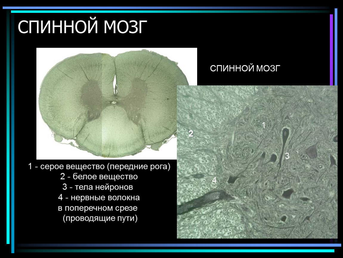 Иммуногистохимические особенности