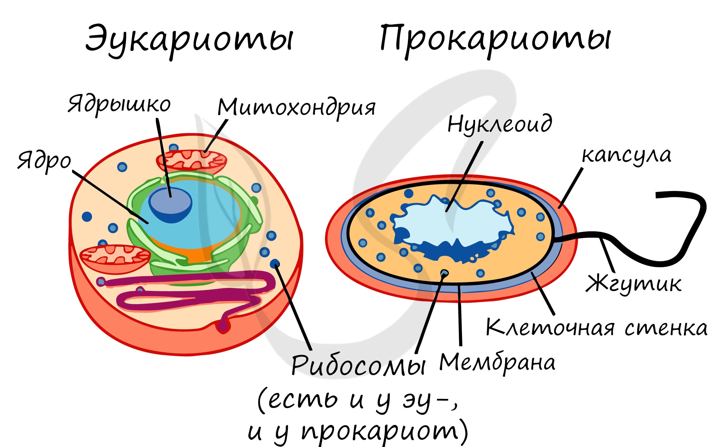 Рабочая тетрадь по биологии 6 класс 