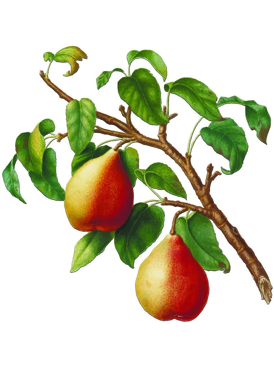 Груша уссурийская Pyrus ussuriensis Maxim