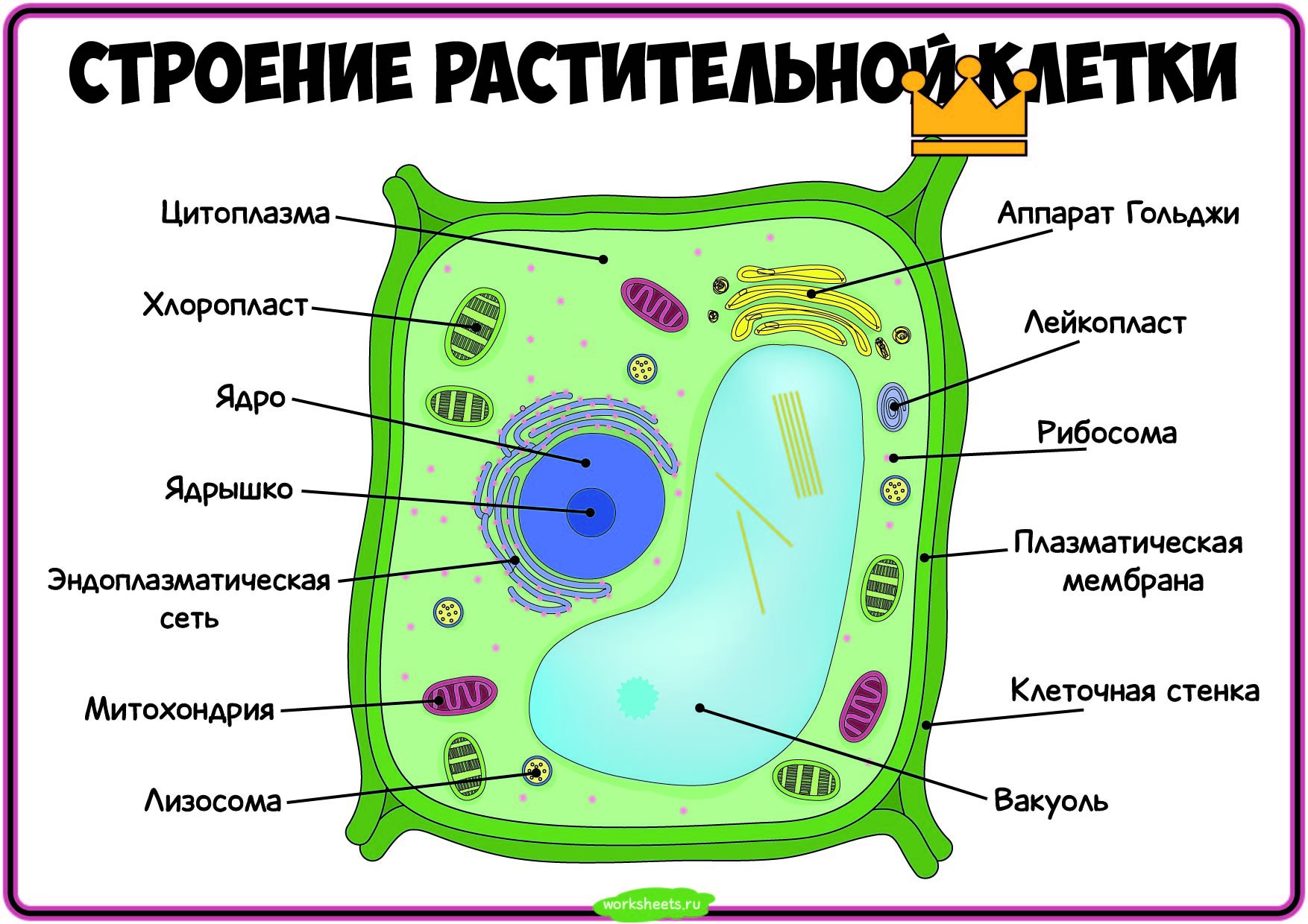 Мембрана рисунок простой 