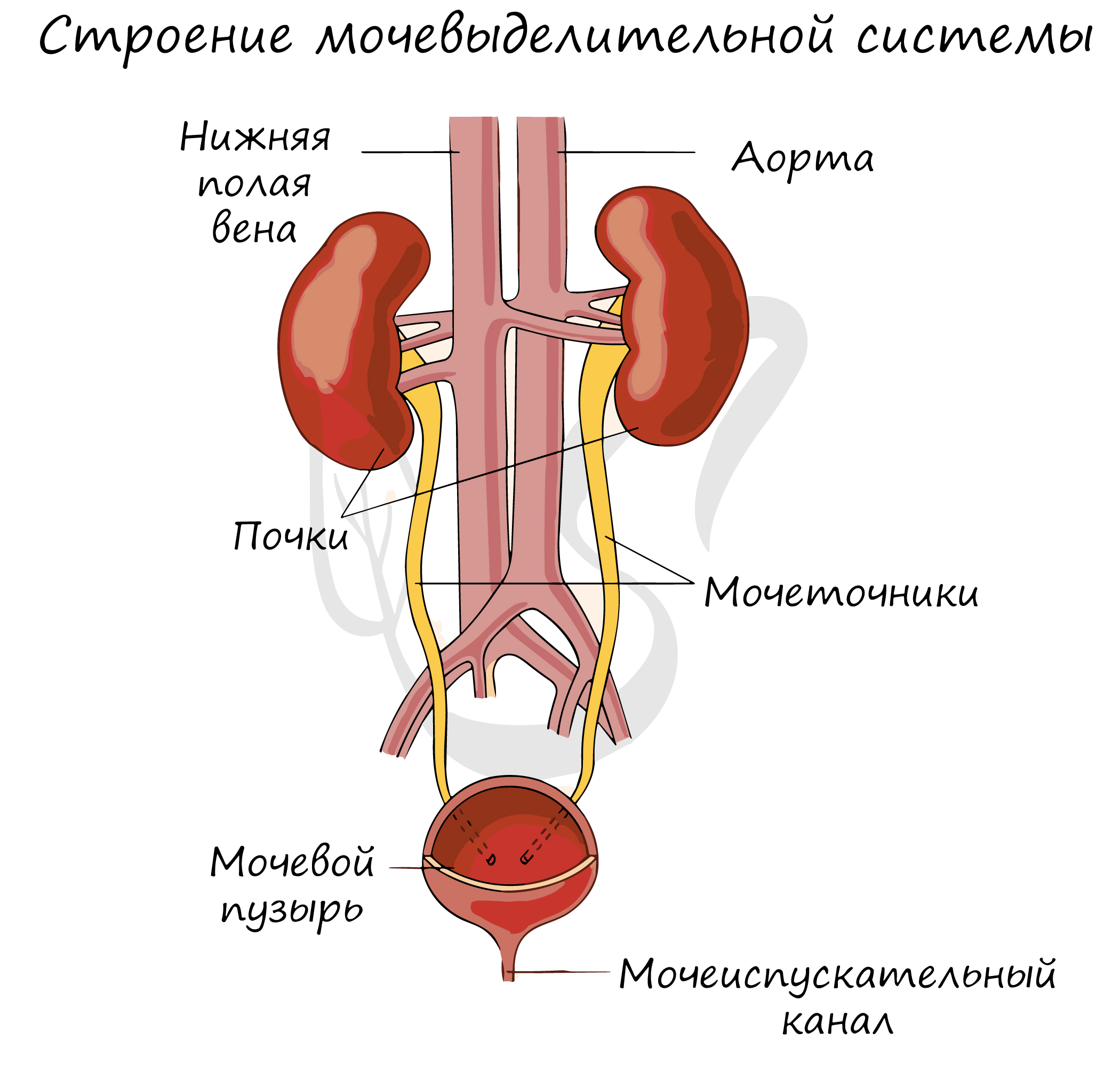 Физиология эндометрия и регуляция