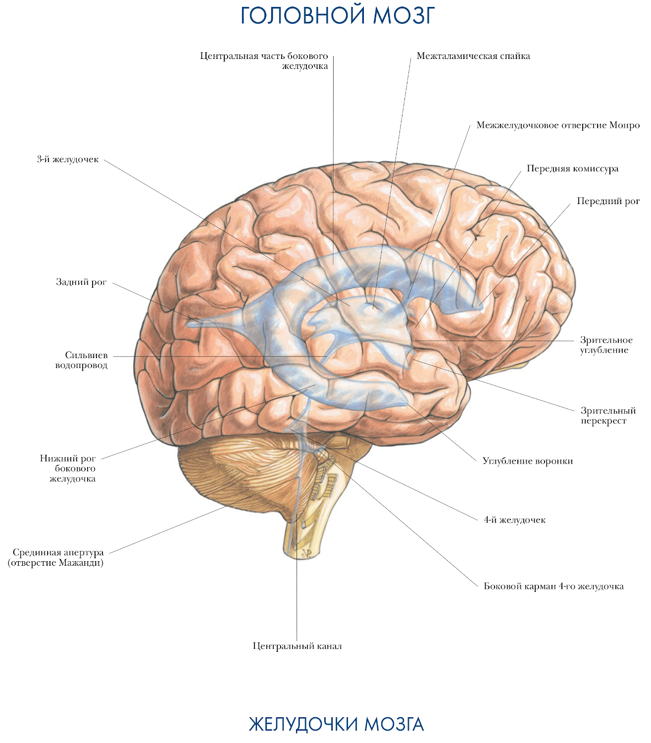 Мозг человека картинки 