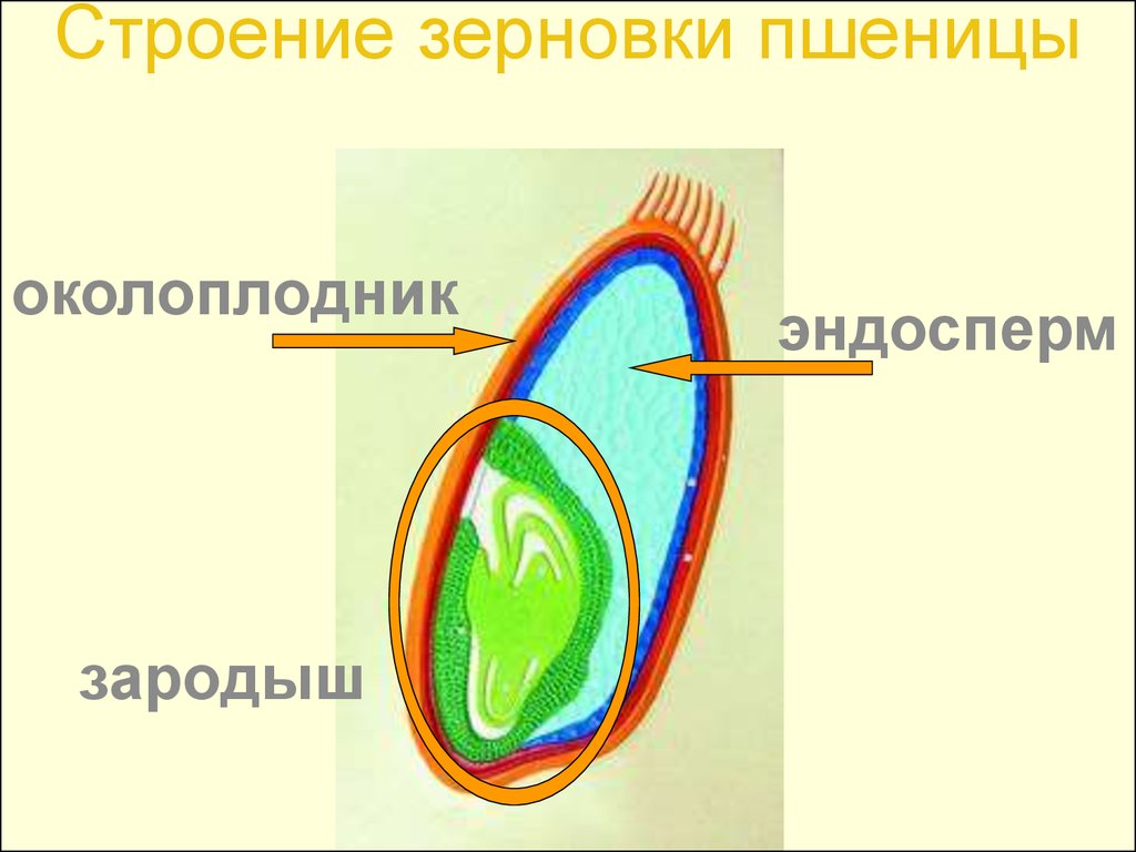 Апробация и основные апробационные признаки пшеницы