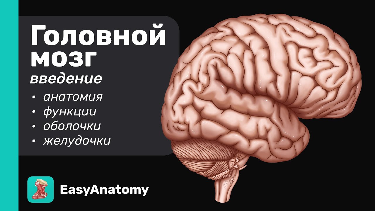 Установите соответствие между характеристиками и отделами