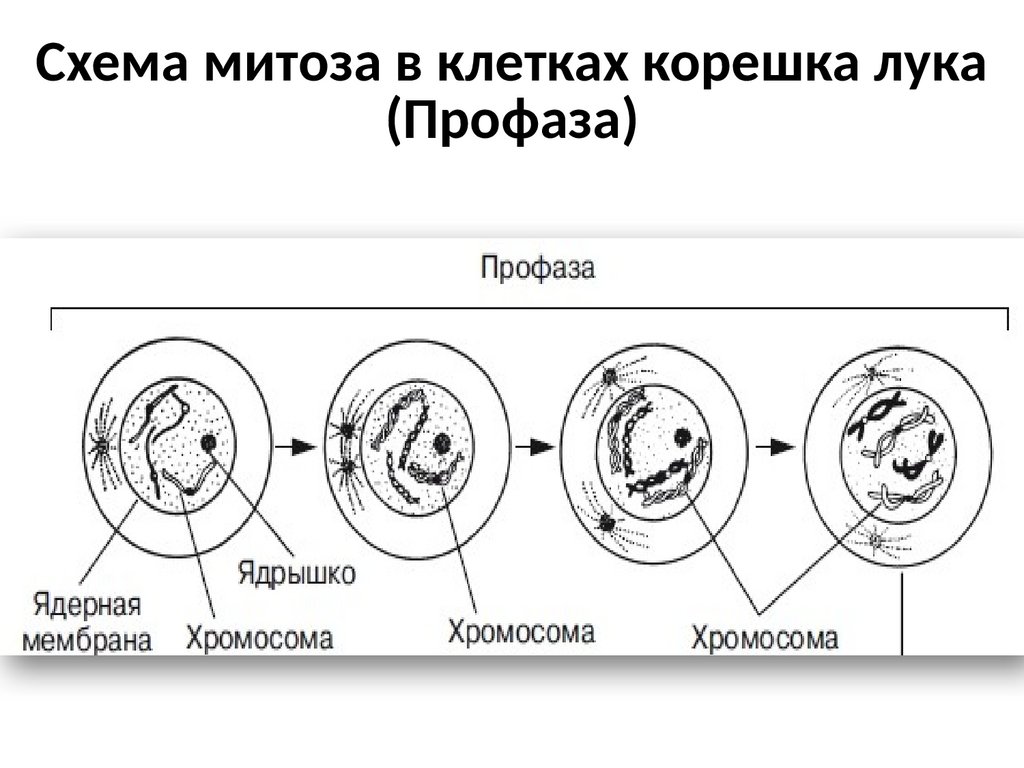 Водоросли