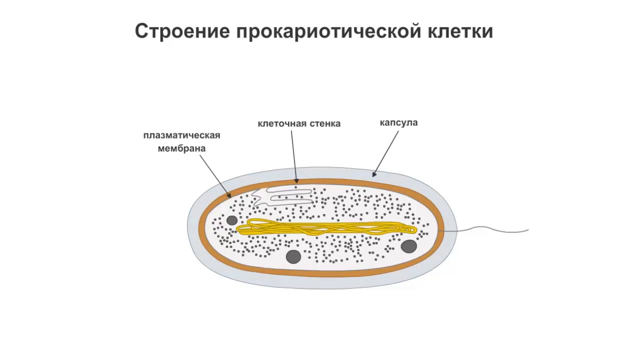 Строение клетки гриба рисунок с подписями