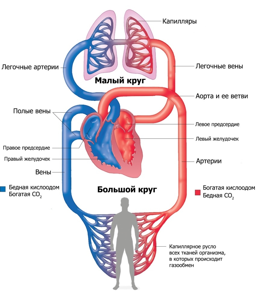 Поделка анатомия человека из бумаги 