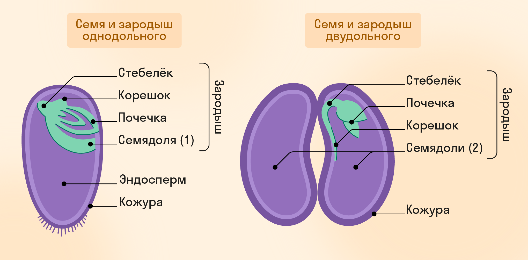 Особенности грозди, ягоды и семени винограда