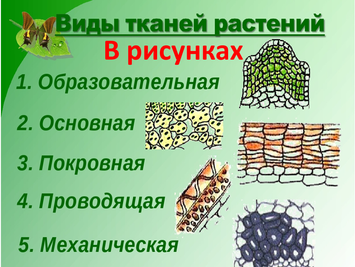 Покровные ткани Википедия