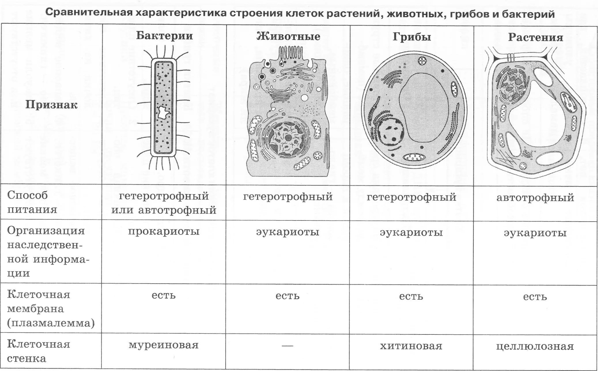 Рисунок растительной животной и грибной