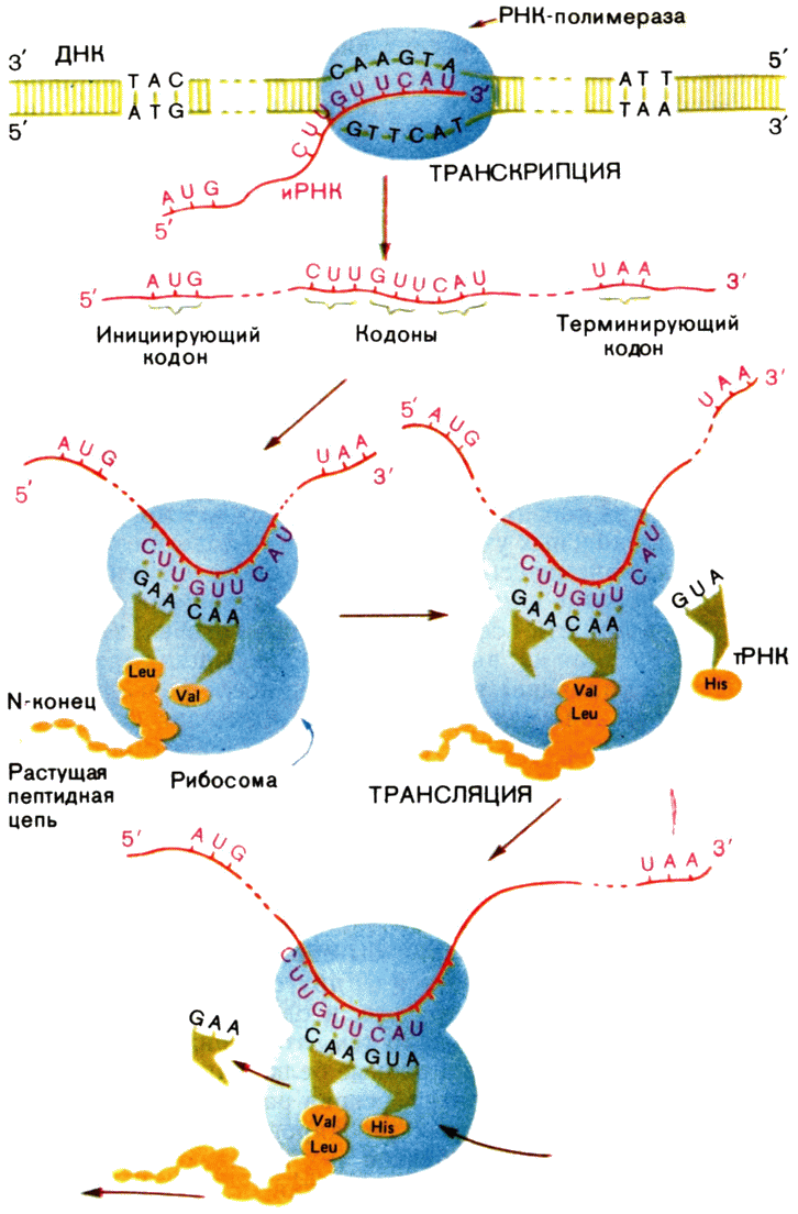 ПАПОРОТНИКИ. 5 КЛАСС