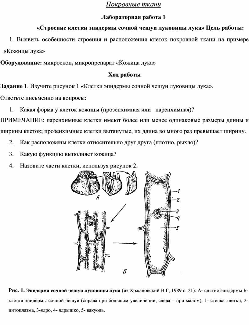 Анатомия человека: большой