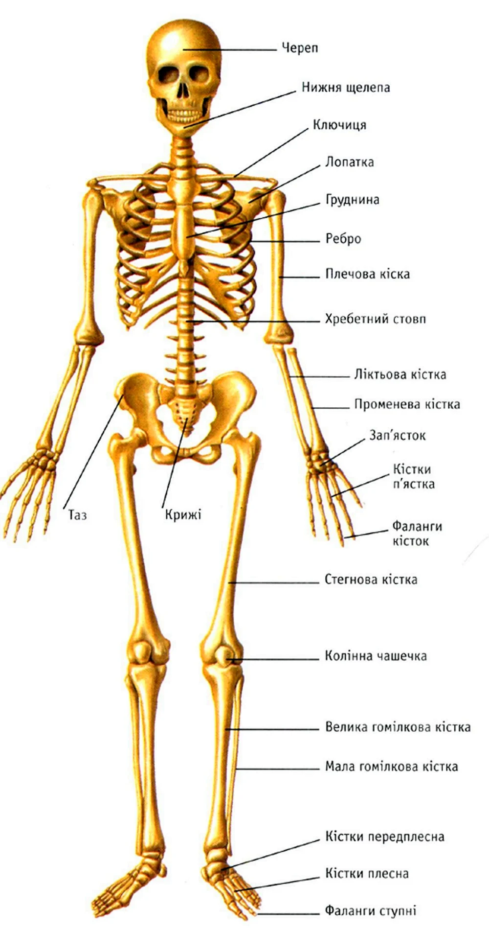 Постер Скелет человека. human skeleton