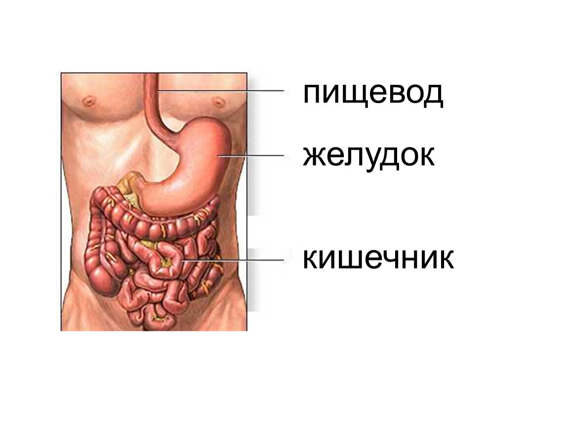 Карта пищеварительной системы