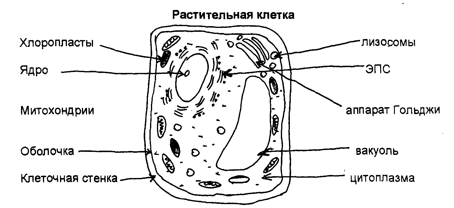 Строение прокариотической клетки рисунок