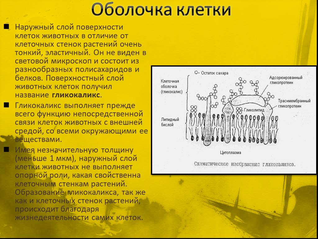 Строение грибной клетки рисунок с