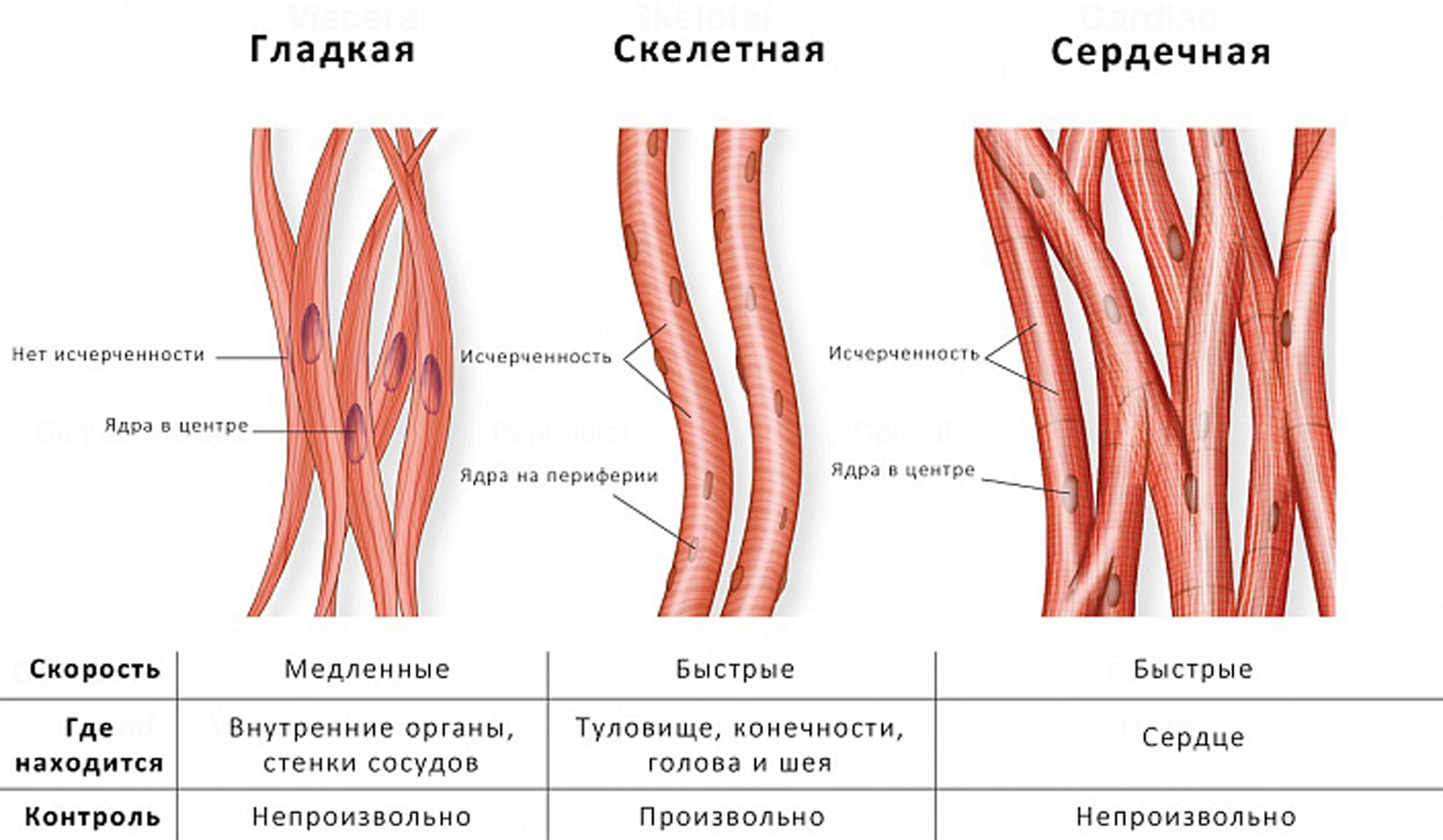 30 см, мужской и женский каучуковый