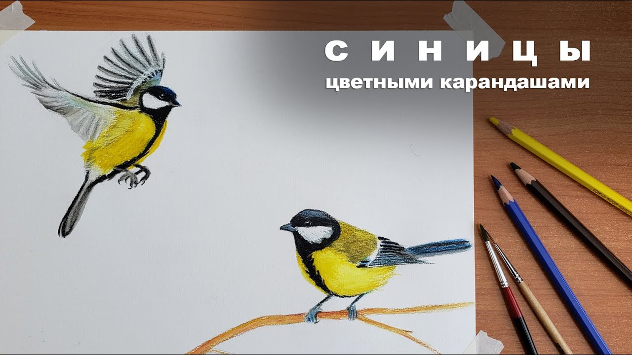 КАК НАРИСОВАТЬ СИНИЧКУ🐦Урок рисования 🖌️