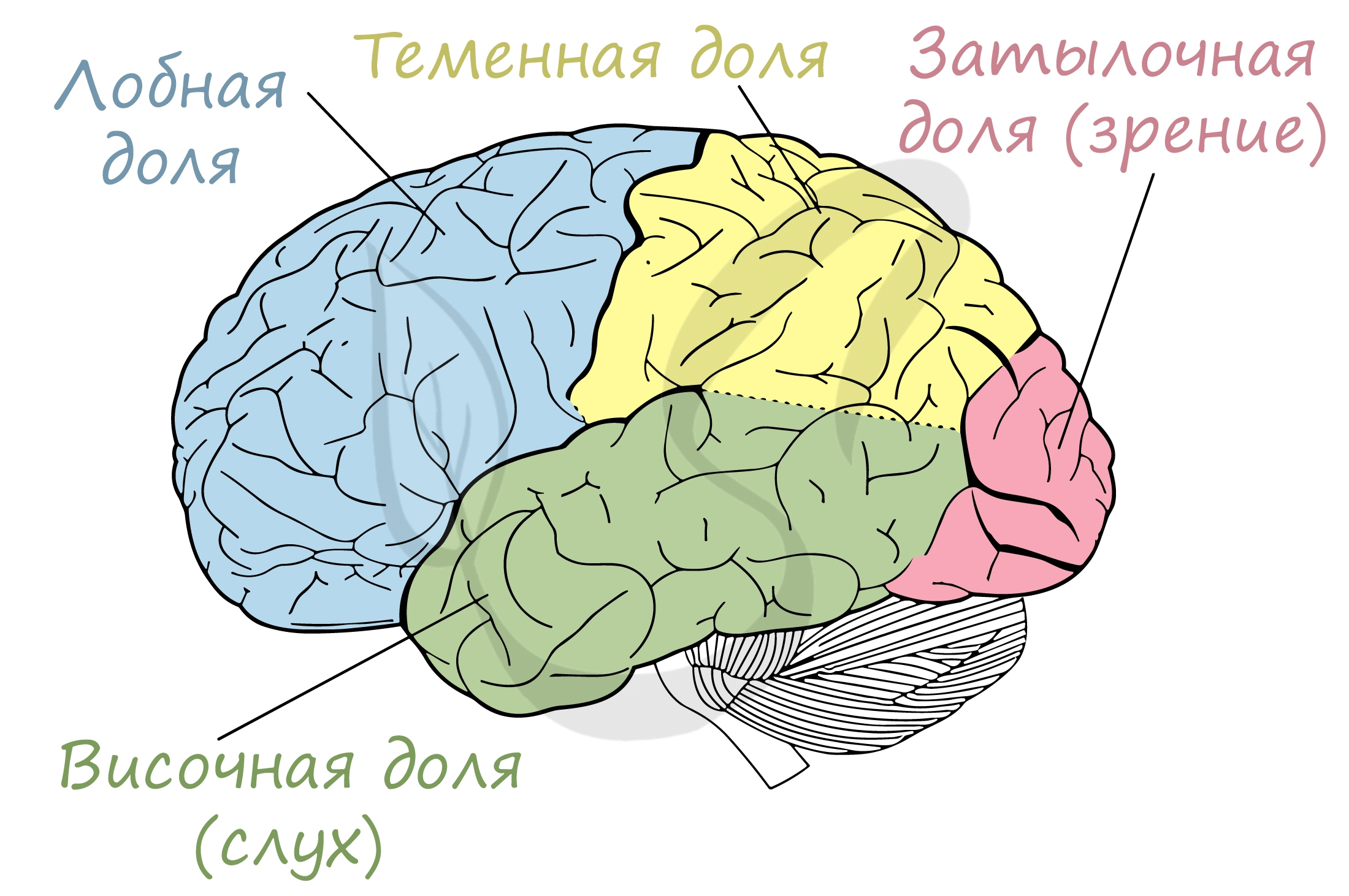 НОО биология и химия / ЕГЭ, ОГЭ и 10