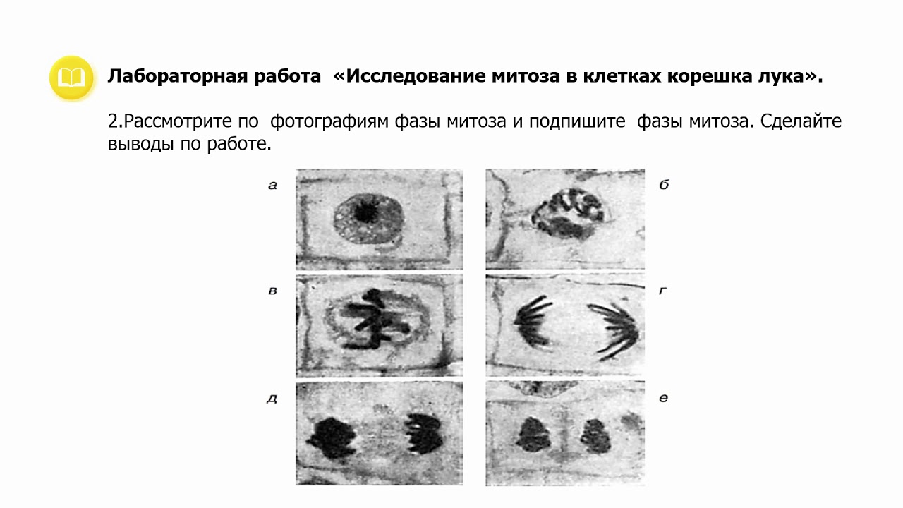 Митоз и мейоз: что это такое, фазы деления клетки, набор хромосом