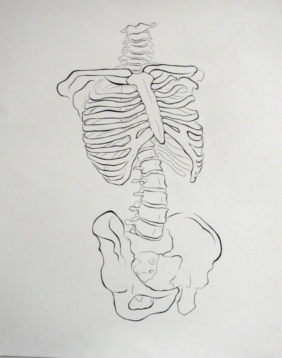 Skeleton proportions simple, anatomy, bones