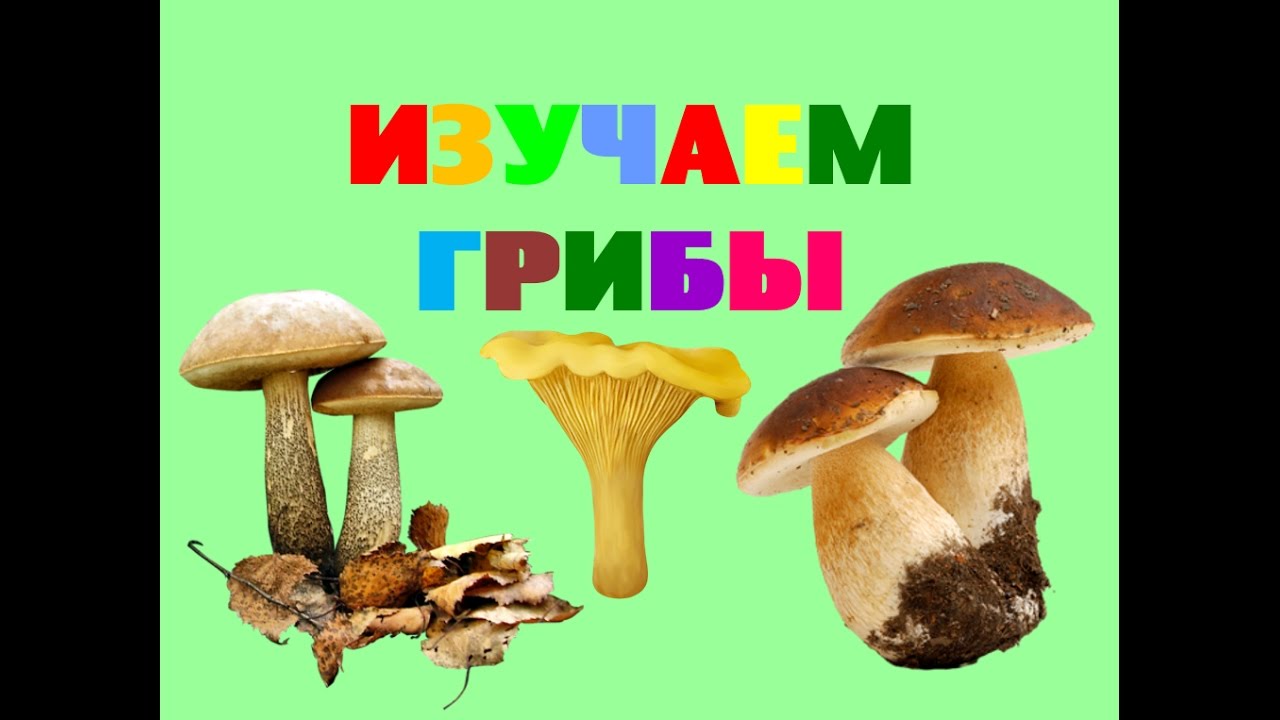 of fungi. Poems about mushrooms