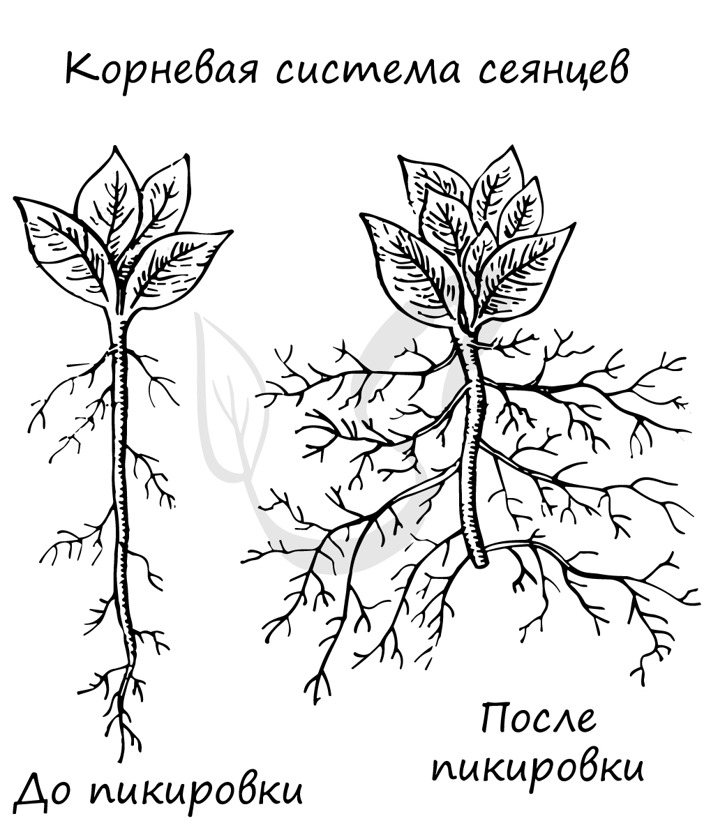 Розовый Цветок Зелеными Листьями Корнями Белом Фоне Стоковый