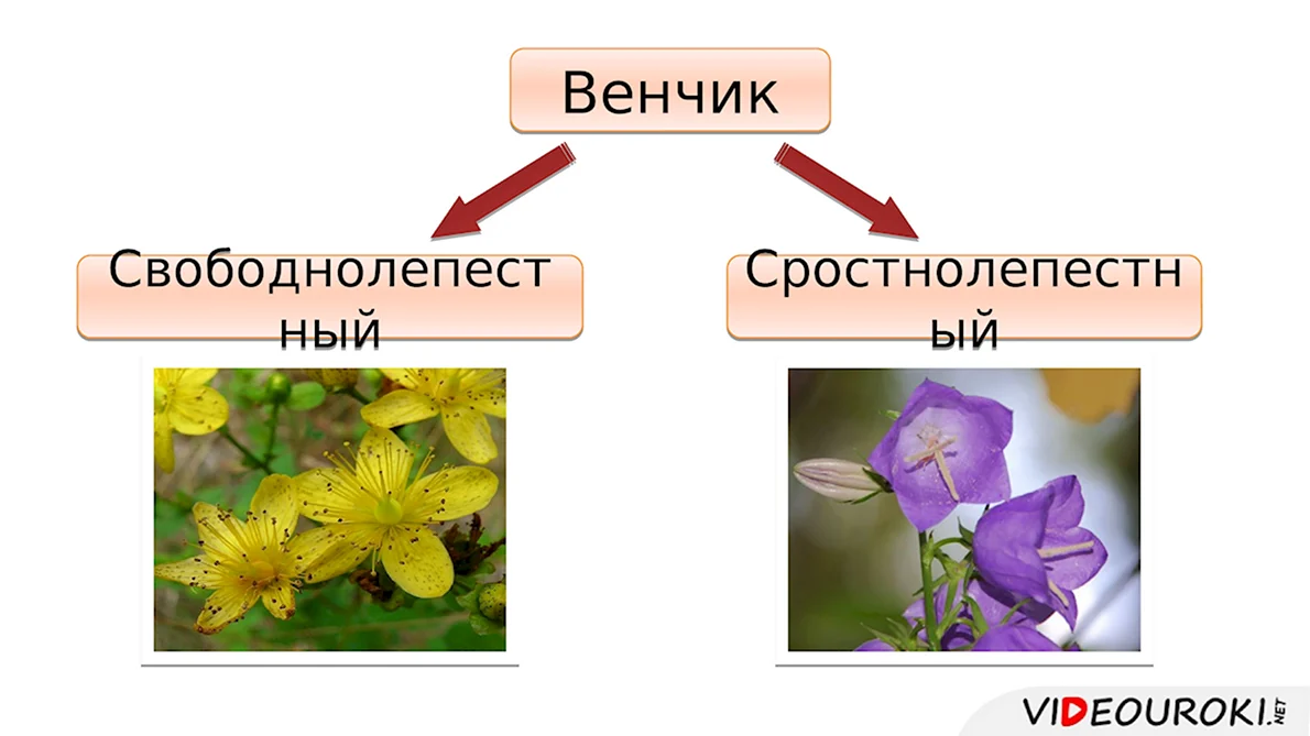 Рассмотрите и опишите внешний вид семян