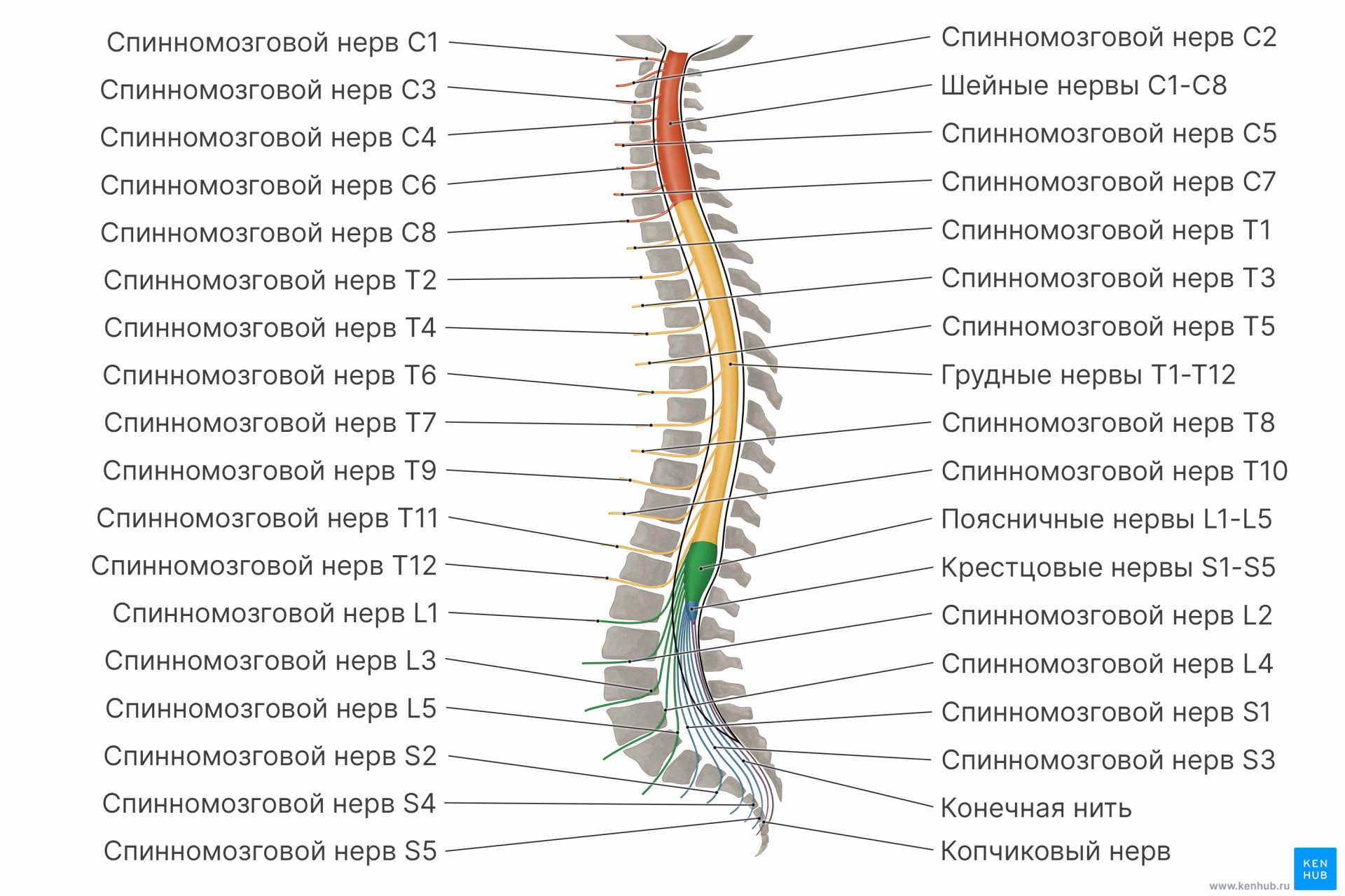 Черепные нервы рисунок 