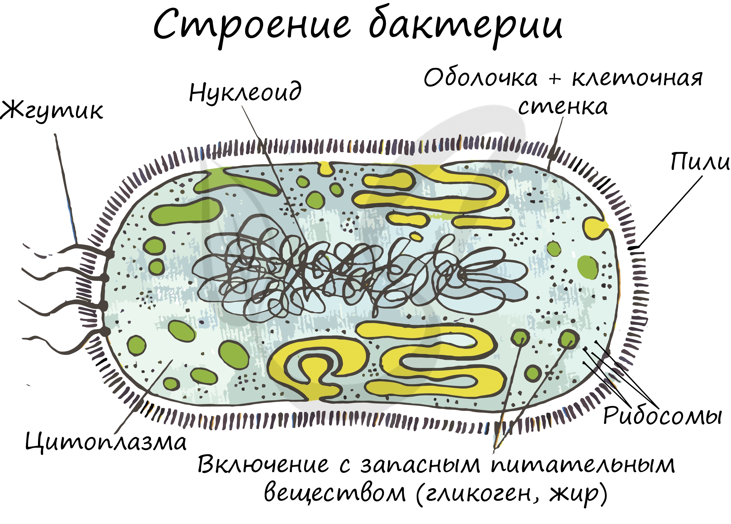 Общее строение клетки, классификация