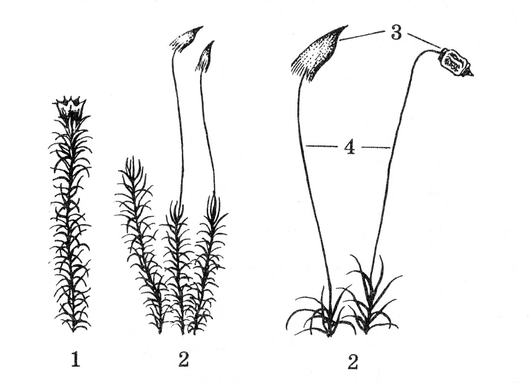 pick_biologiya_ru_6_kostikov