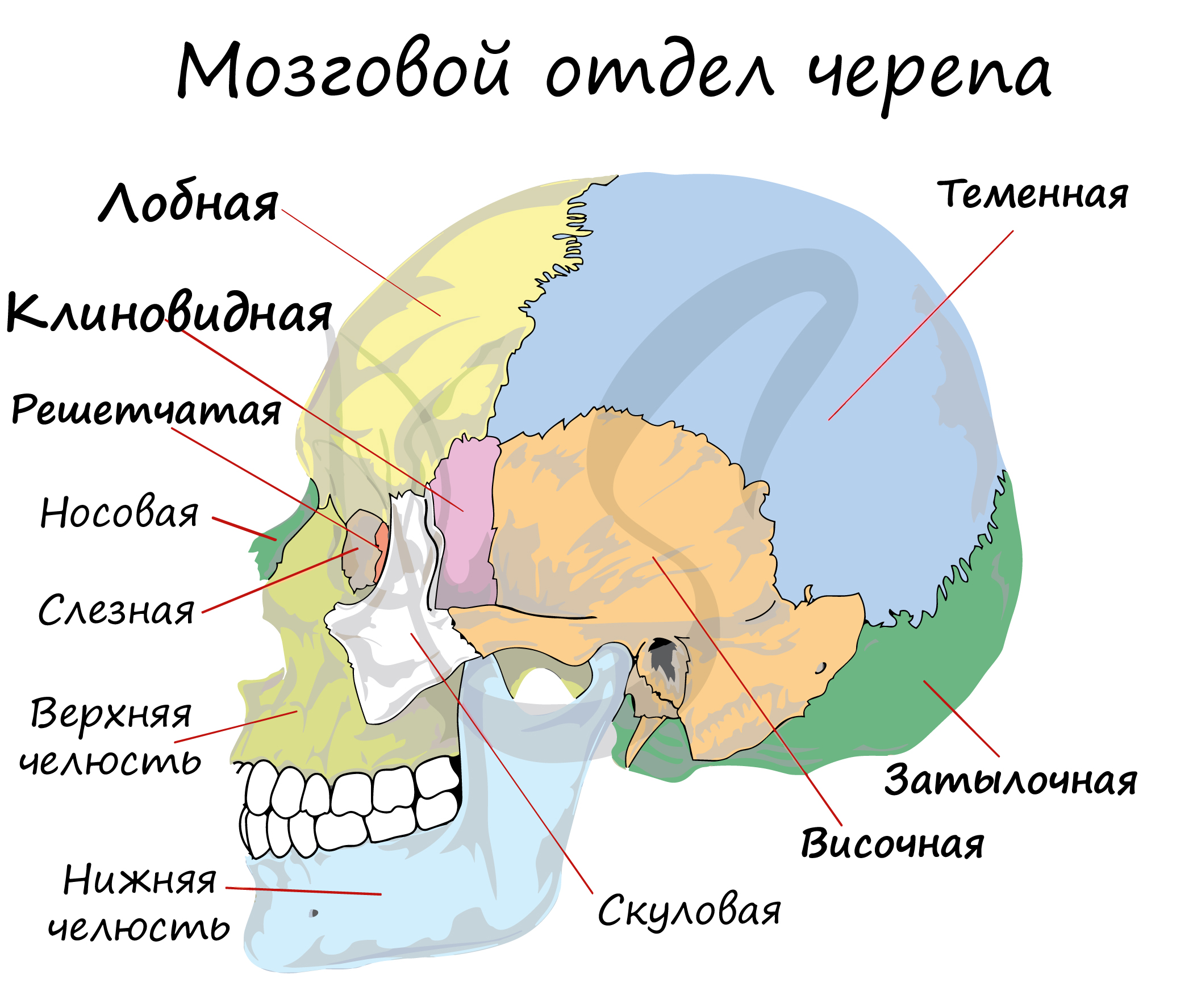 Антропология в поисковой работе