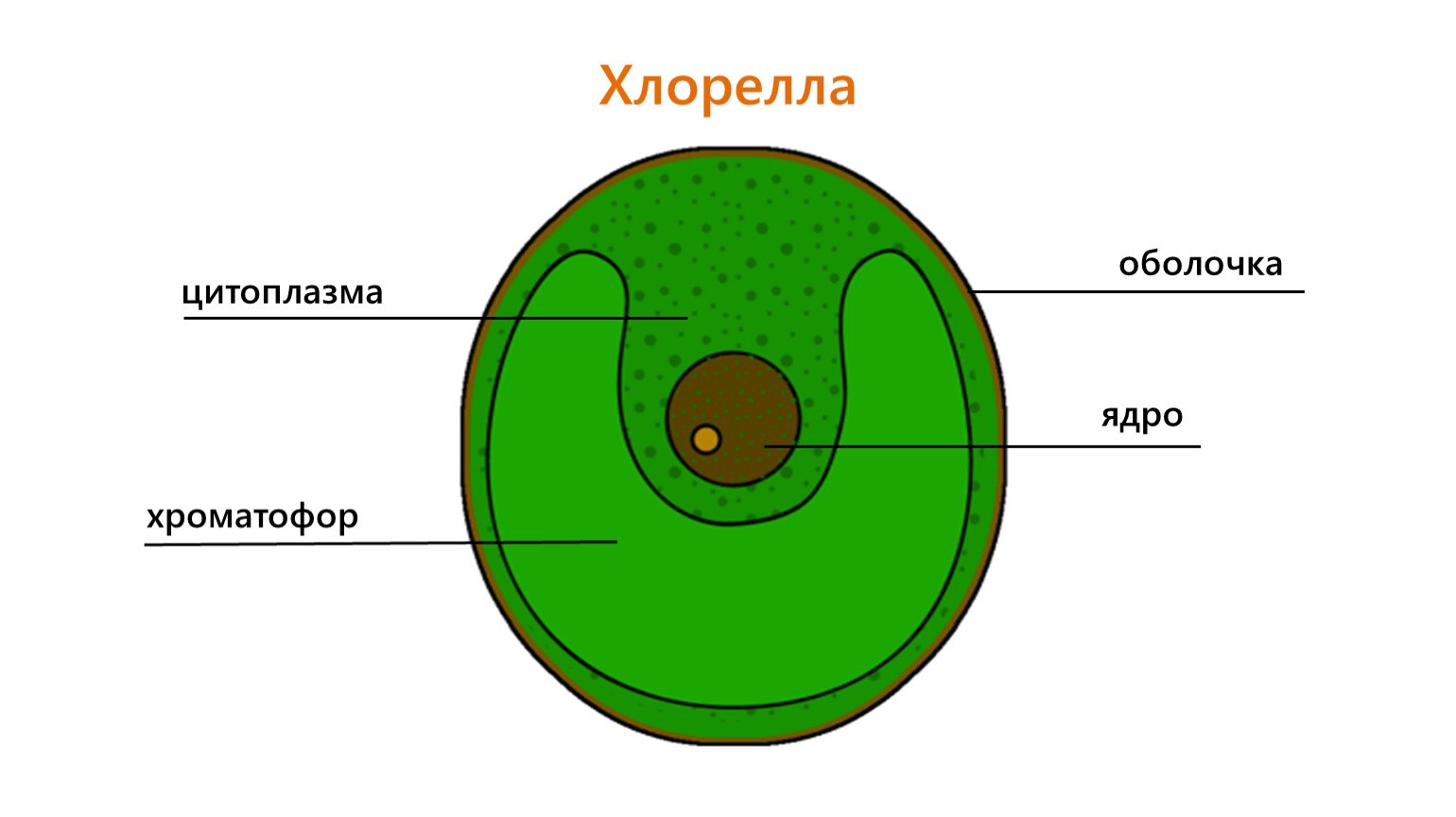 Водоросли