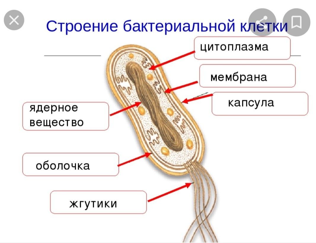 Растительные клетки Википедия