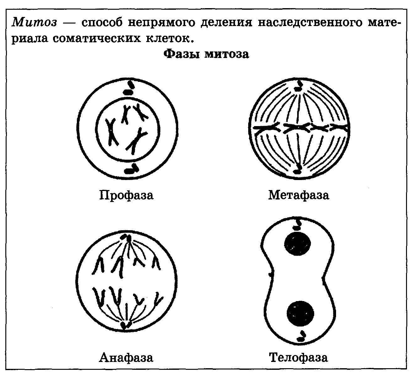 Идеи для срисовки стадии митоза 