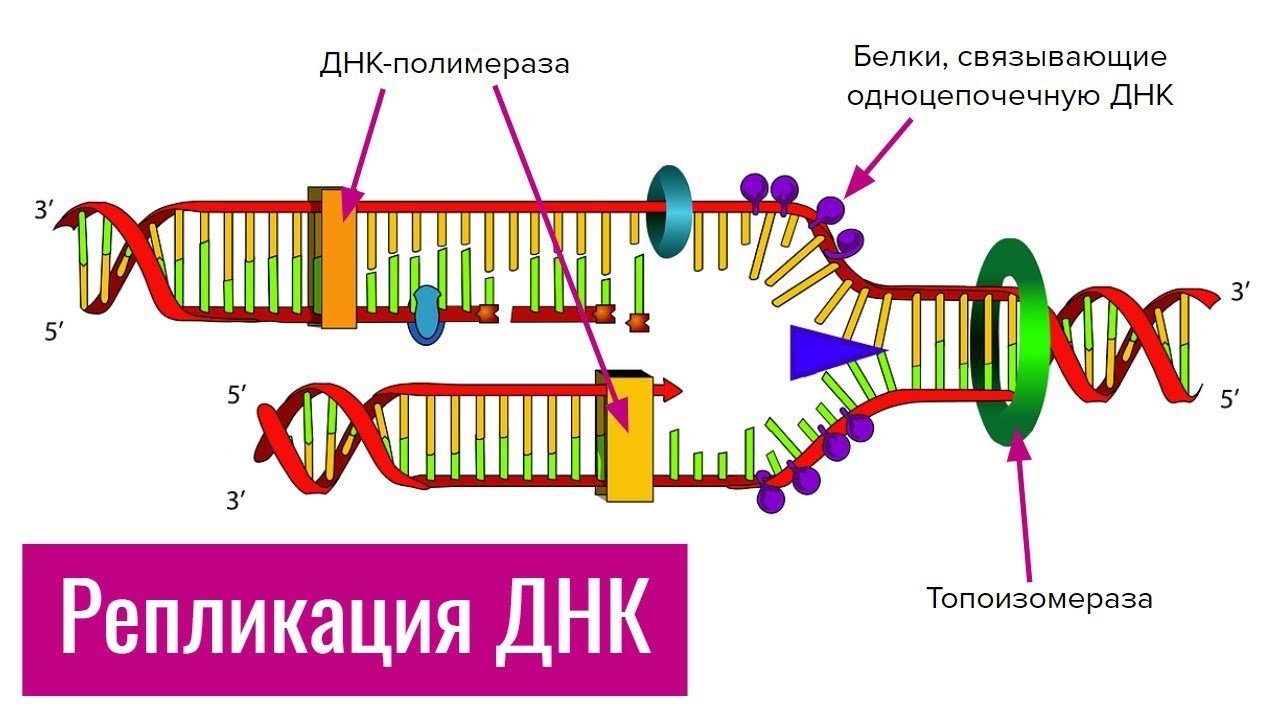 Митотический цикл и митоз | Схемы Биология | Docsity