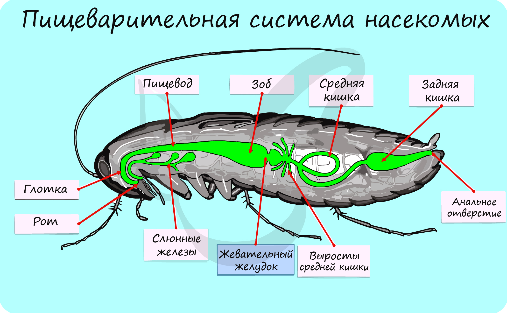 Класс головоногие, подготовка к ЕГЭ по биологии