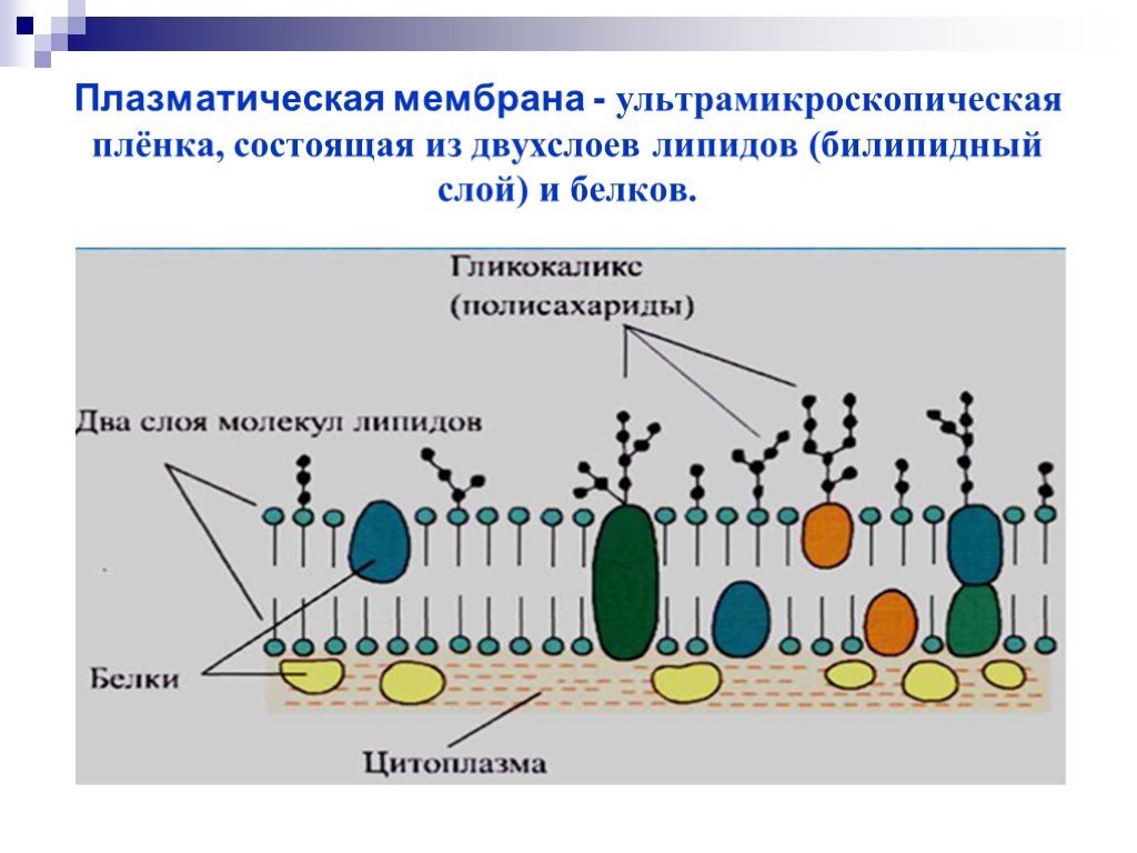 Определение CD4+ и CD8+ Т