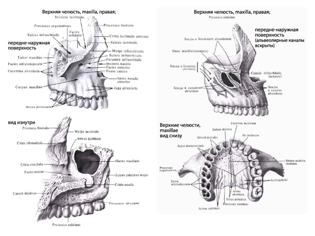 Строение верхней челюсти | Анатомия
