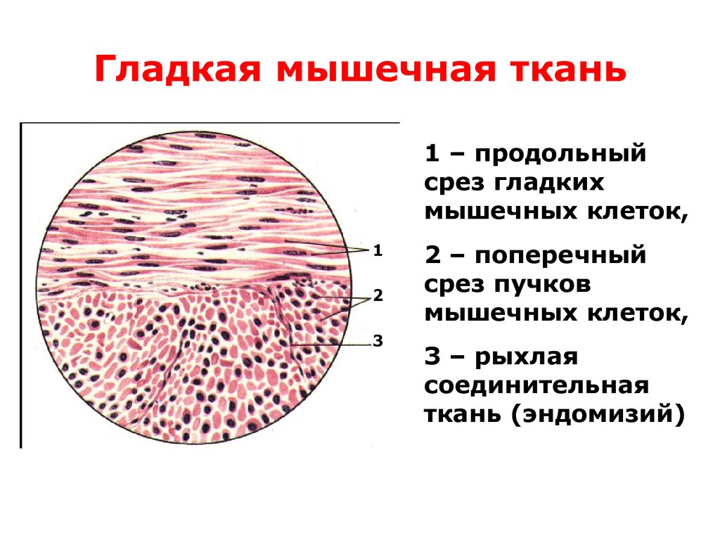 Сердце в центре кровеносной системы