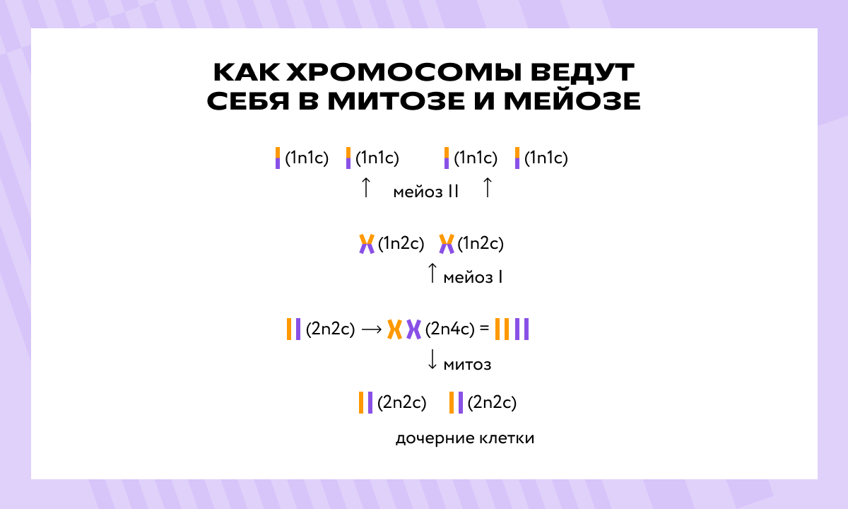 Урок биологии в 10–11 классе «Митоз