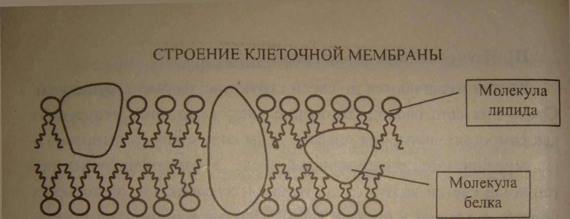 Генетика человека с основами общей генетики. Учебное пособие