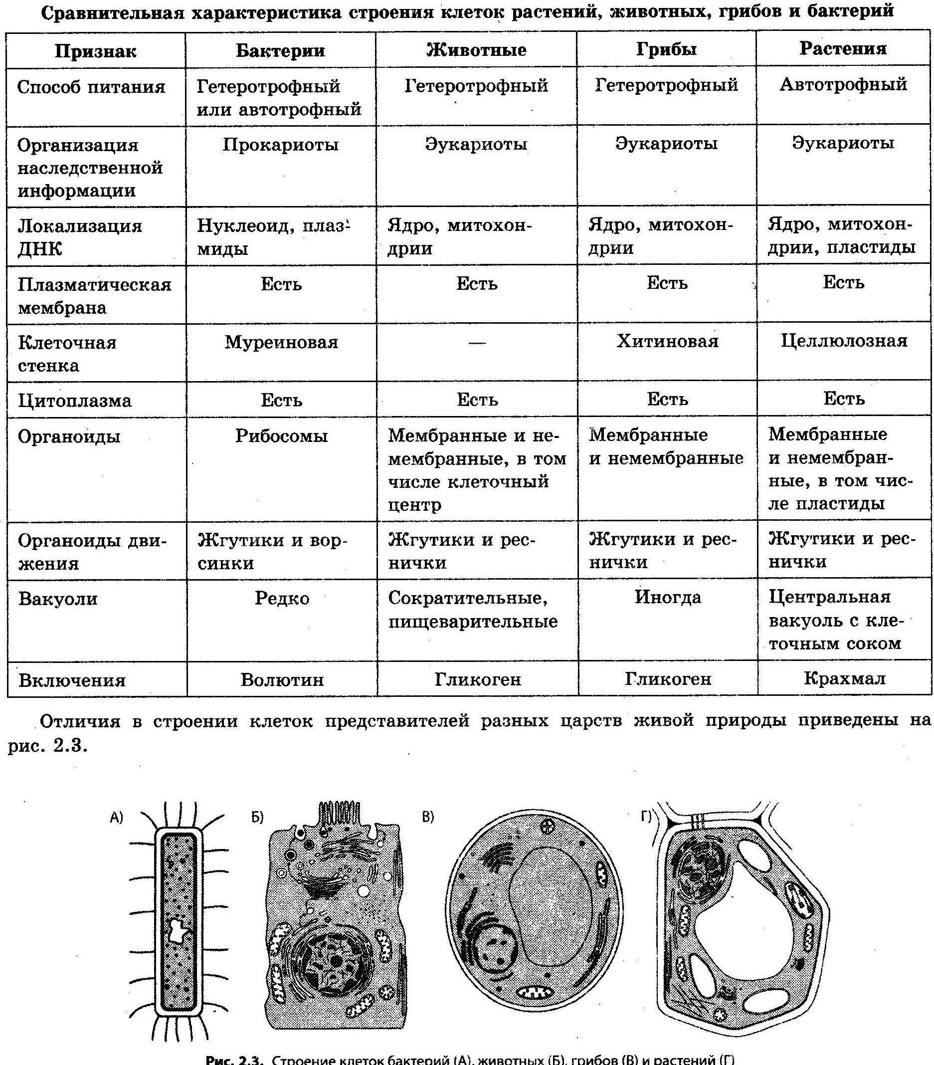 Клетка . Большая российская энциклопедия