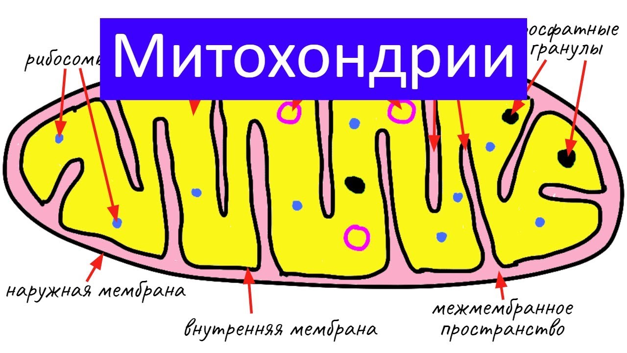 Нервная система Википедия