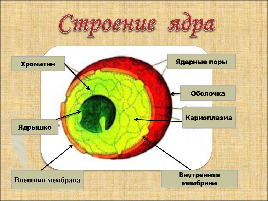 стенд от клетки до организма