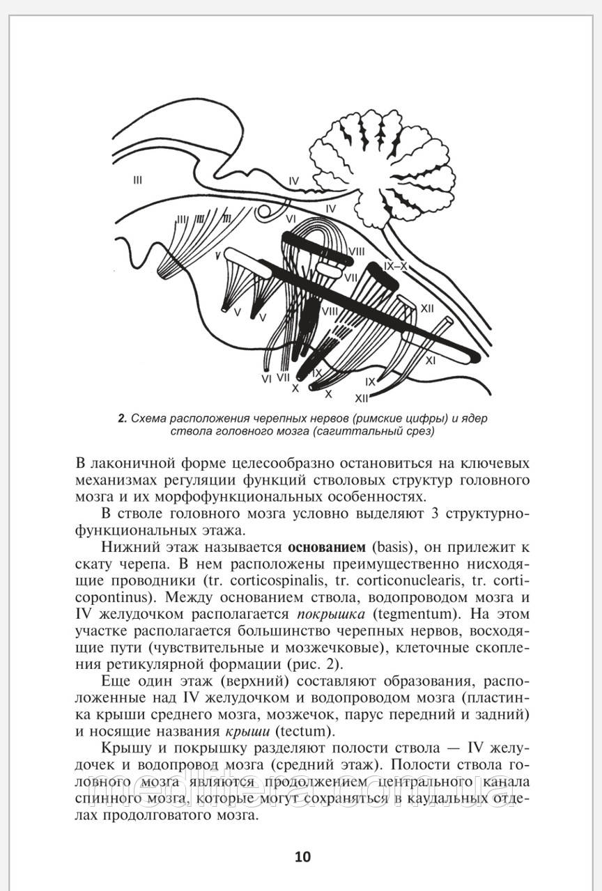 Головной мозг схемы : нормальная анатомия | e