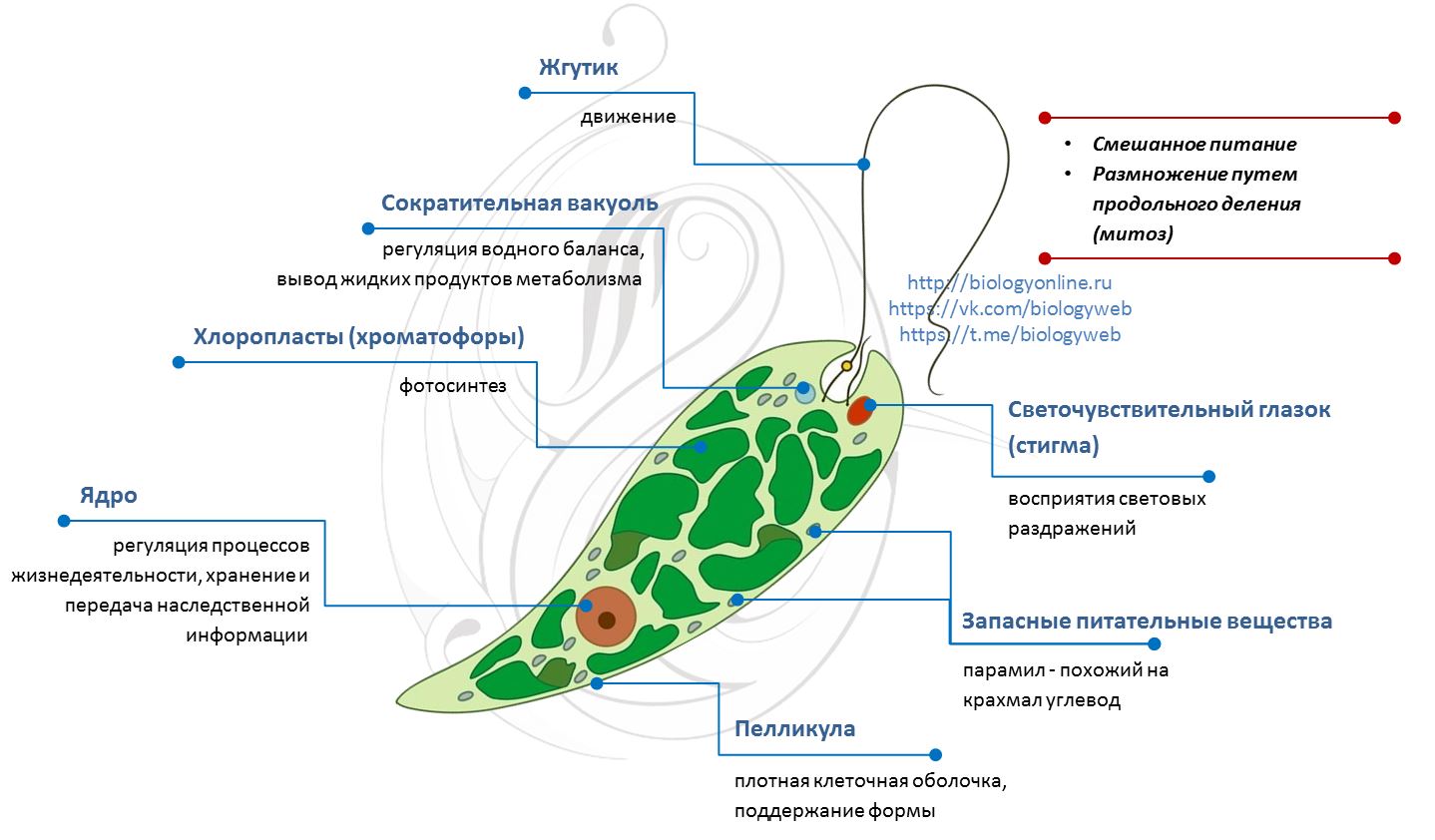 Цитоплазма картинки биология 